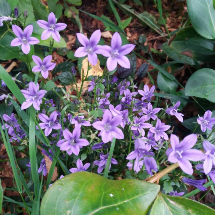 Plant image Campanula portendchlagiana 'Clockwise Deep Blue'