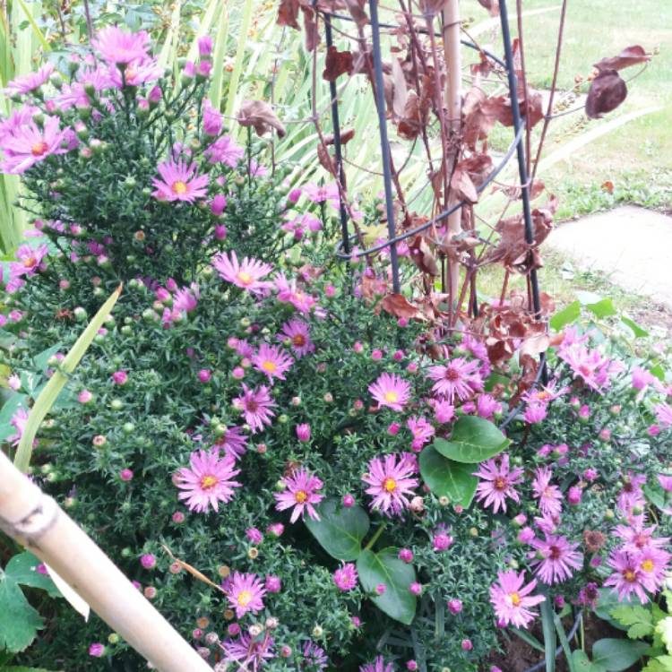 Plant image Aster x frikartii 'Flora's Delight'