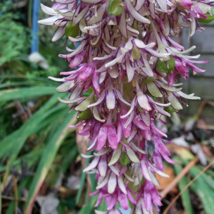 Plant image Eucomis montana