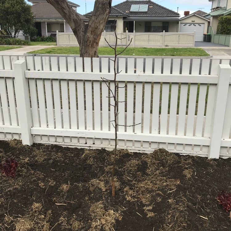 Plant image Pyrus calleryana 'Chanticleer'