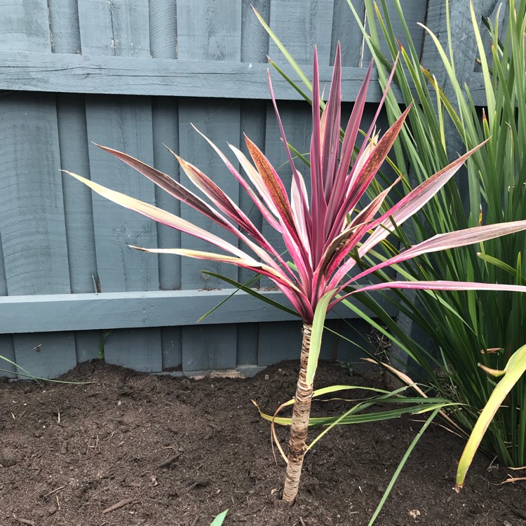 Plant image Cordyline australis 'Pink Passion'