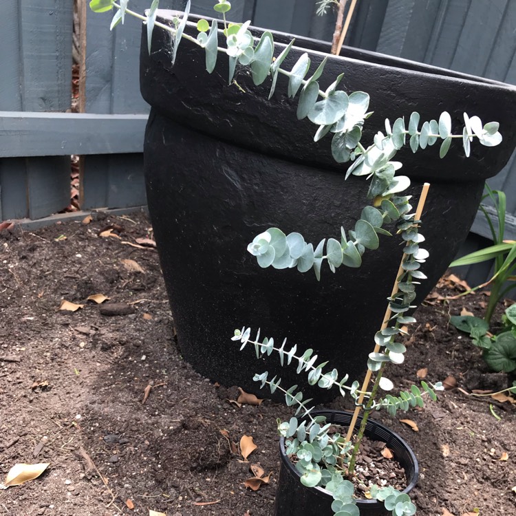 Plant image Eucalyptus 'Pulverulenta'