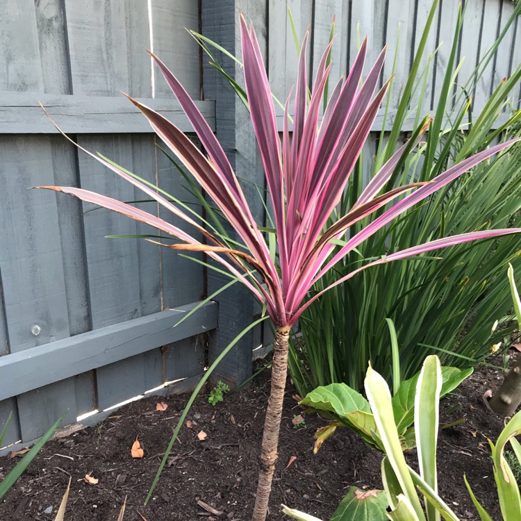 Plant image Cordyline australis 'Pink Passion'