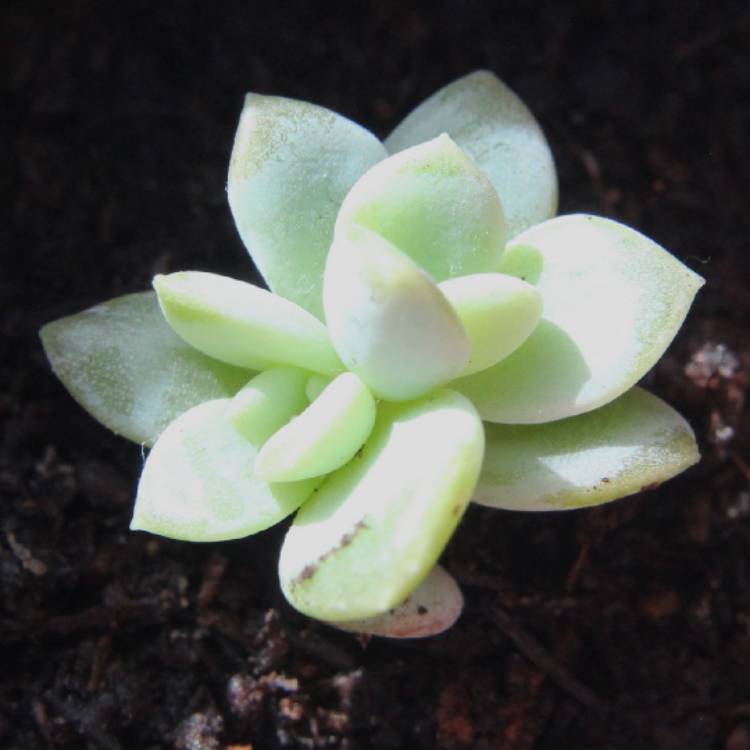 plant image 634660