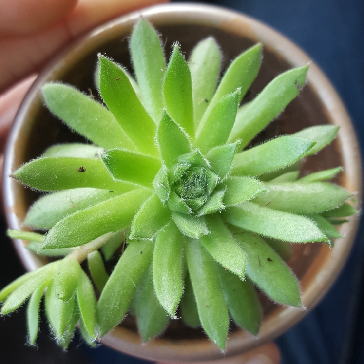 Plant image Sempervivum Fuzzy Wuzzy