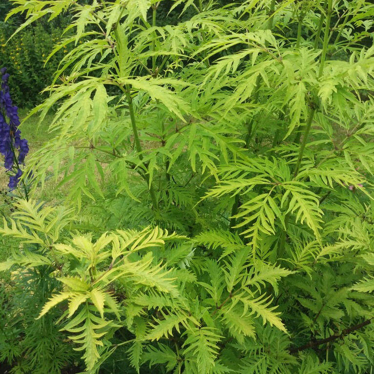 Plant image Sambucus racemosa 'Plumosa Aurea'