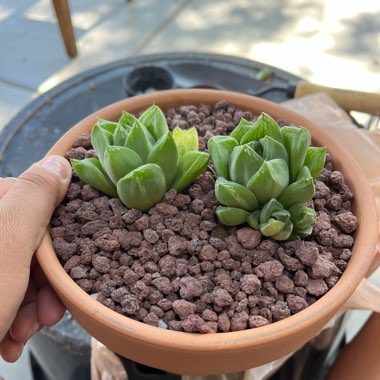 Haworthia Cuspidata Variegata