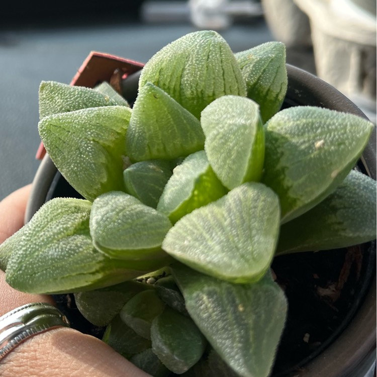 Plant image Haworthia Emelyae