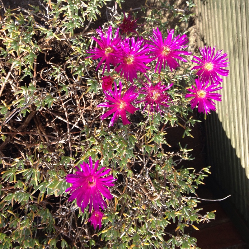 Ice Plant