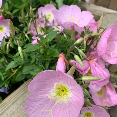 Mexican Primrose