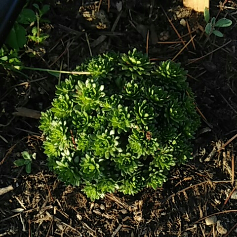 Plant image Saxifraga x arendsii 'Mossy White'