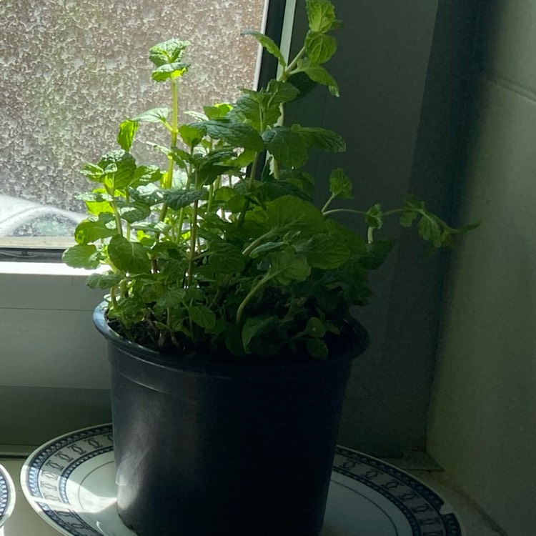 Plant image Mentha x piperita 'Black Peppermint'