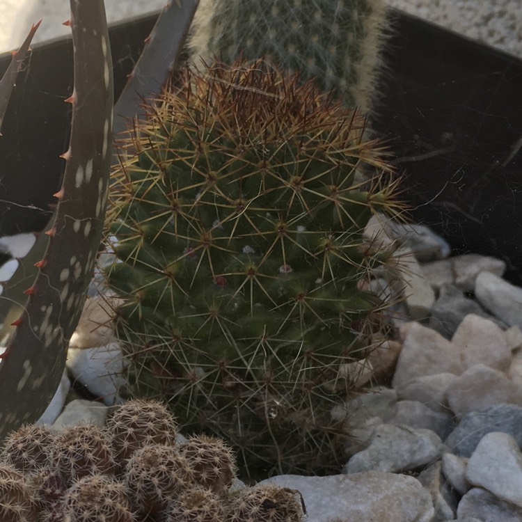 Plant image Mammillaria mercadensis syn. Mammillaria berkiana