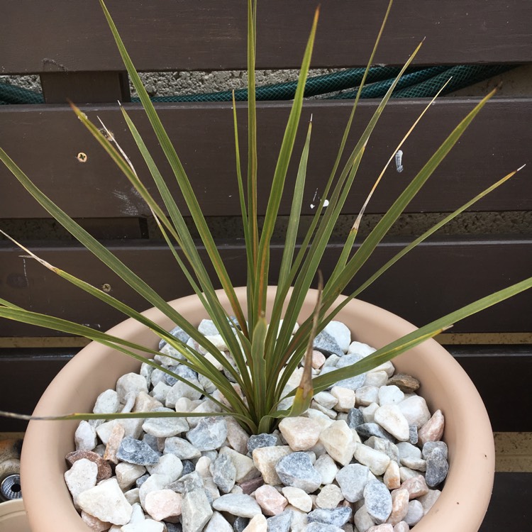 Plant image Cordyline 'Green Goddess'