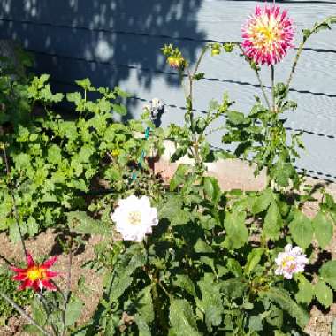 Border Dahlia