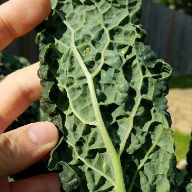 Brassica oleracea (Acephala Group) 'Lacinato'