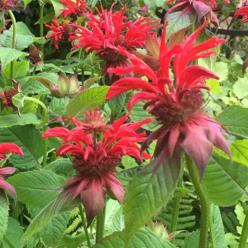 Plant image Monarda 'Gardenview Scarlet'