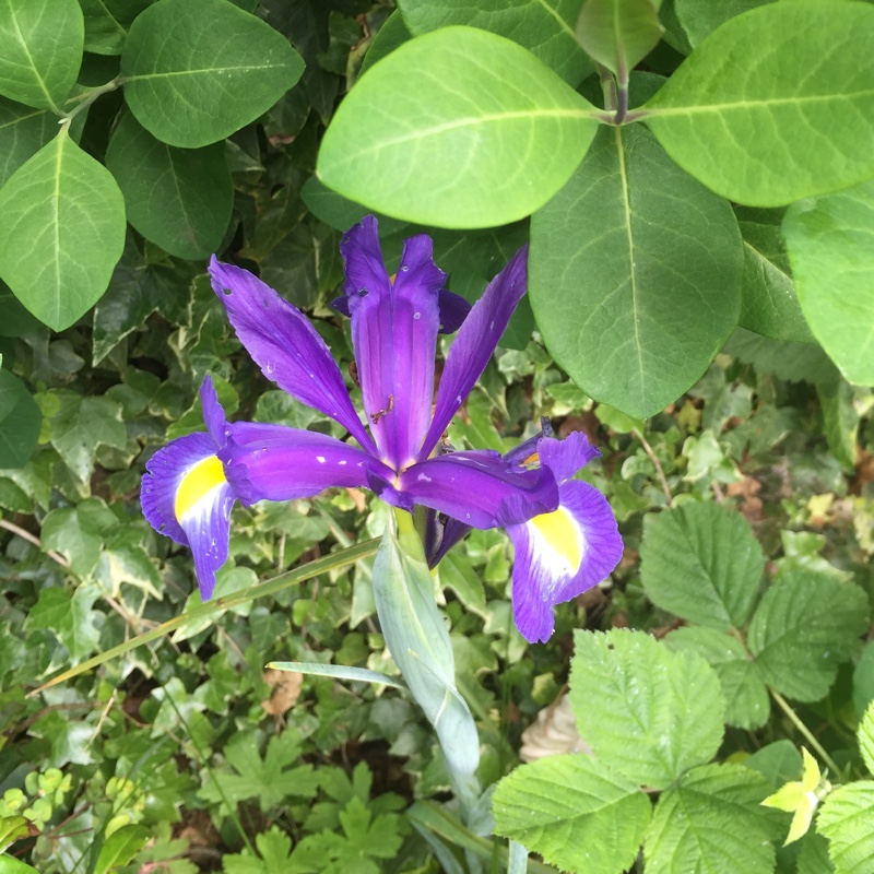 Plant image Iris Latifola