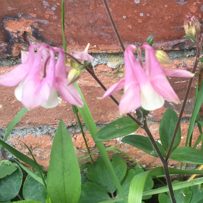 Plant image Aquilegia 'Rose Ivory'