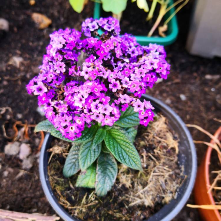 Plant image Heliotropium arborescens