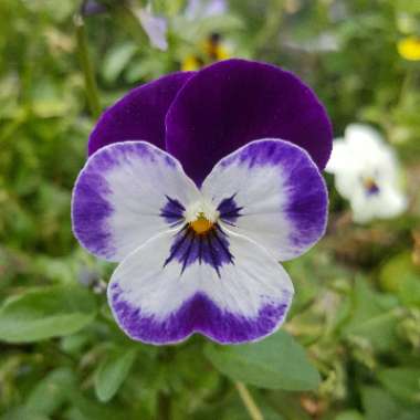 Viola x wittrockiana