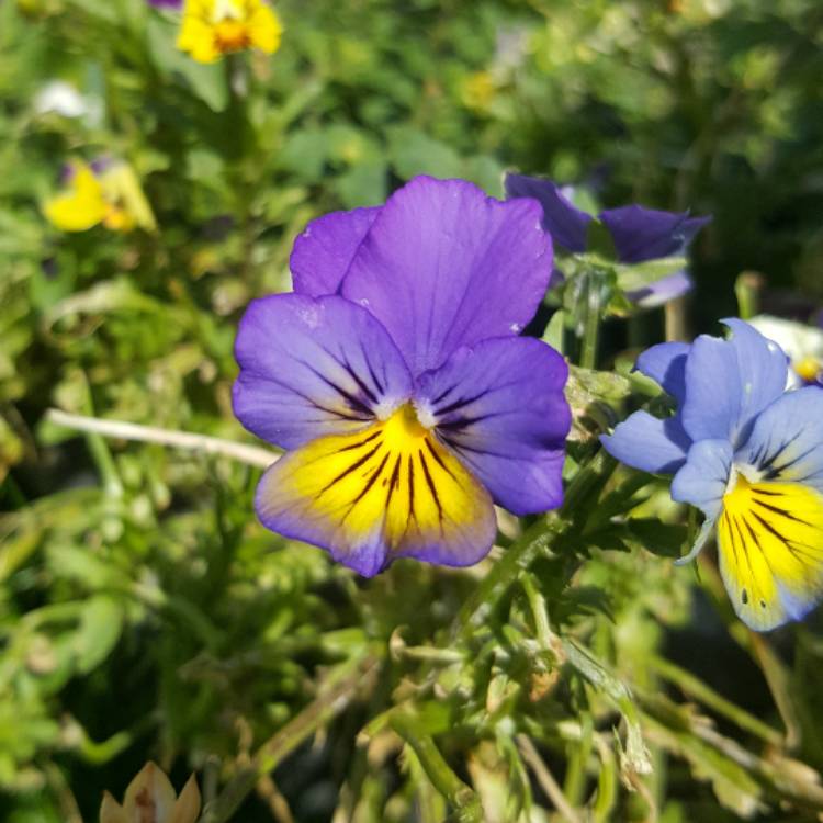 Plant image Viola cornuta 'Celestial Twilight'