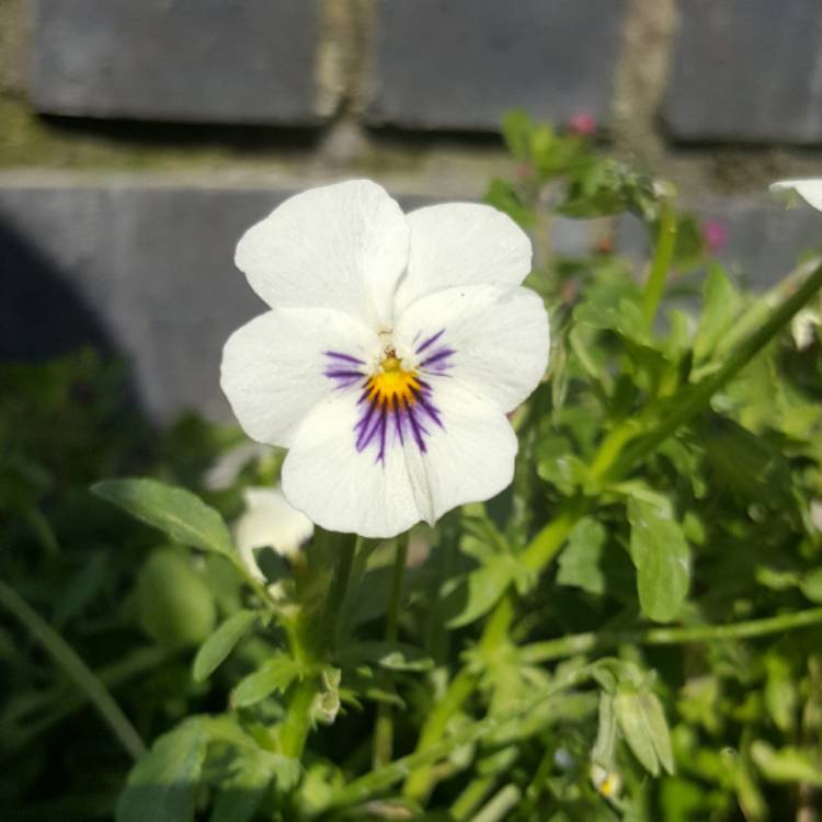 Plant image Viola Cornuta sorbet XP 'White Blotch'