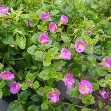 Bacopa Cabana 'Pink'