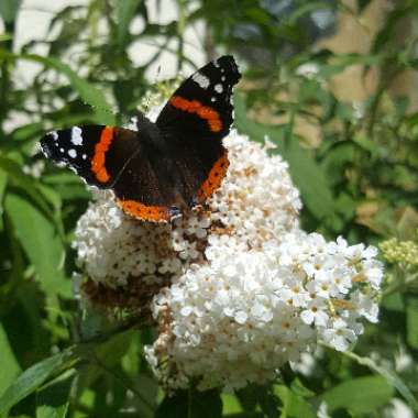 Buddleja davidii 'White Profusion'