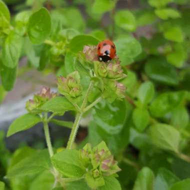 Origanum Vulgare