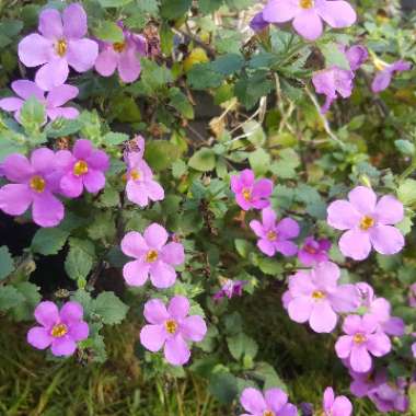 Bacopa Cabana 'Pink'