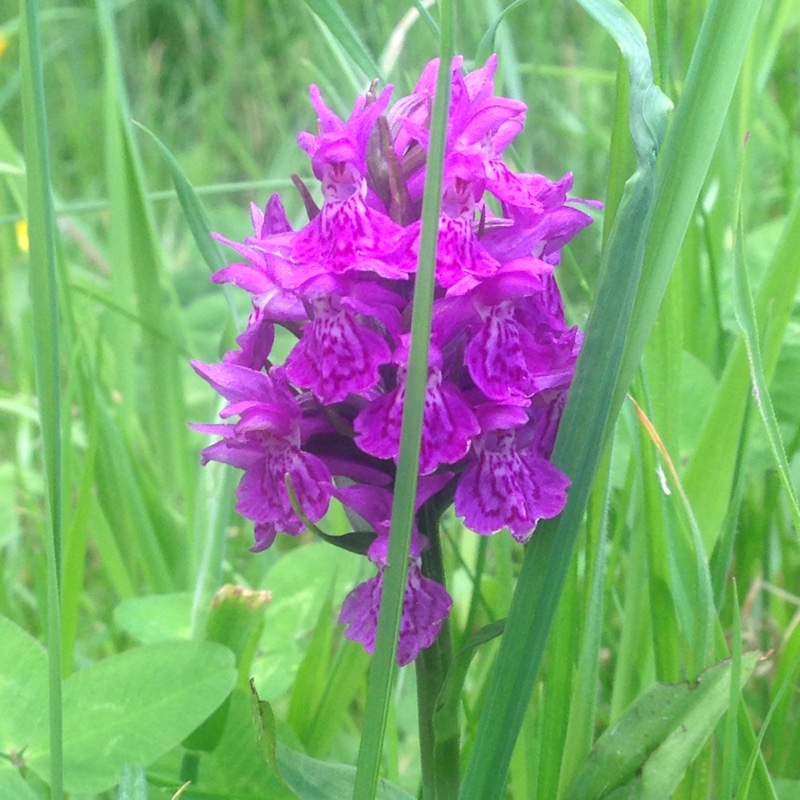 Plant image Dactylorhiza majalis