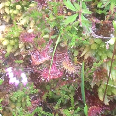 Spoon-leaved Sundew