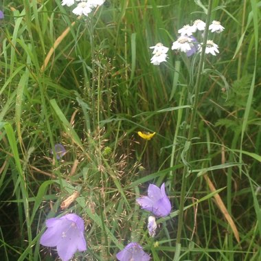 Common Harebell