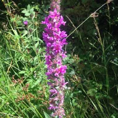 Early Purple Orchid