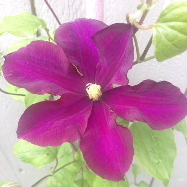 Clematis