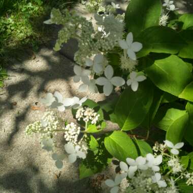 Hydrangea 'Great Star'