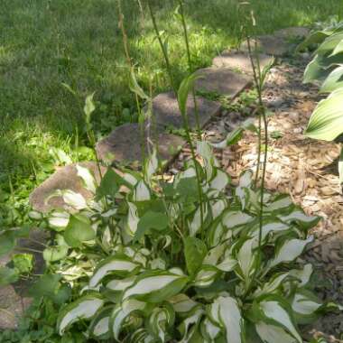 Plantain Lily 'Loyalist'