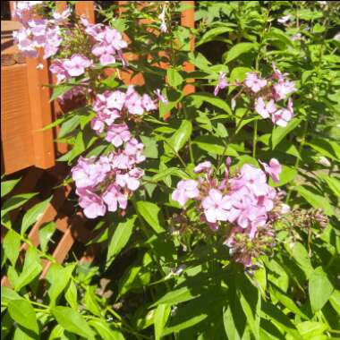 Phlox 'Utopia'