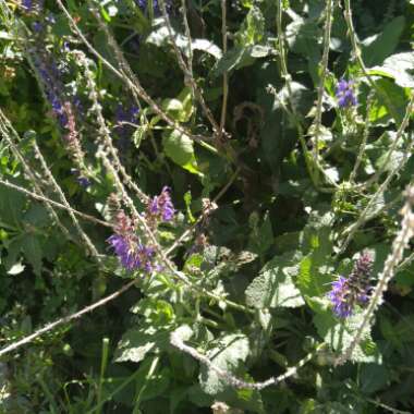 Clary Sage