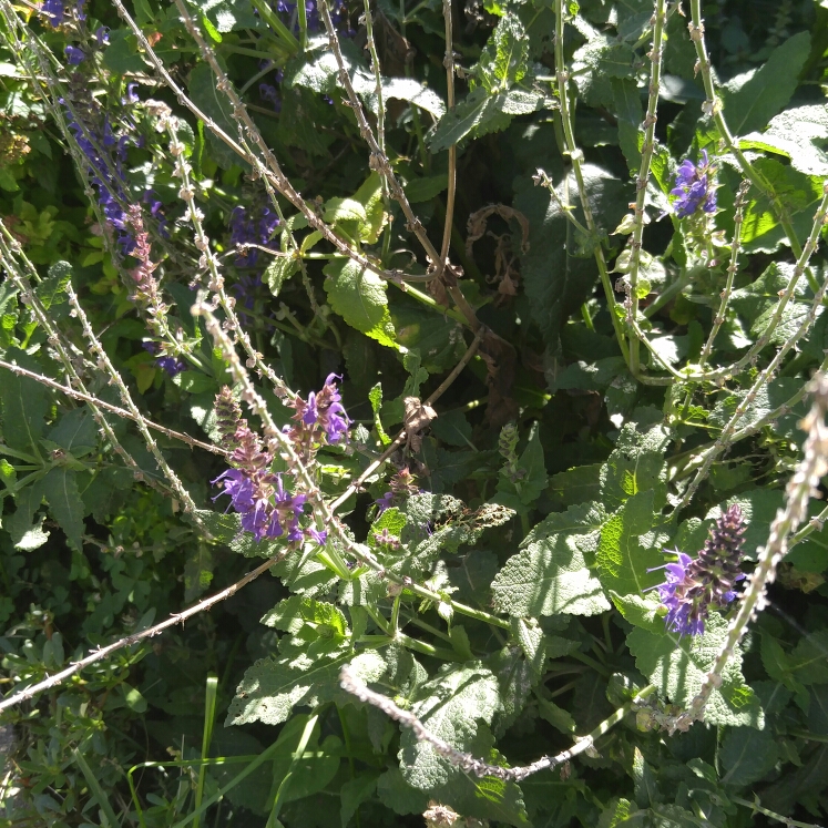 Plant image Salvia sclarea