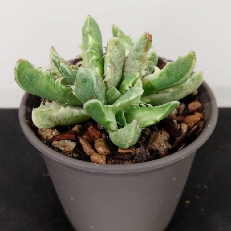 Plant image Faucaria tigrina variegata