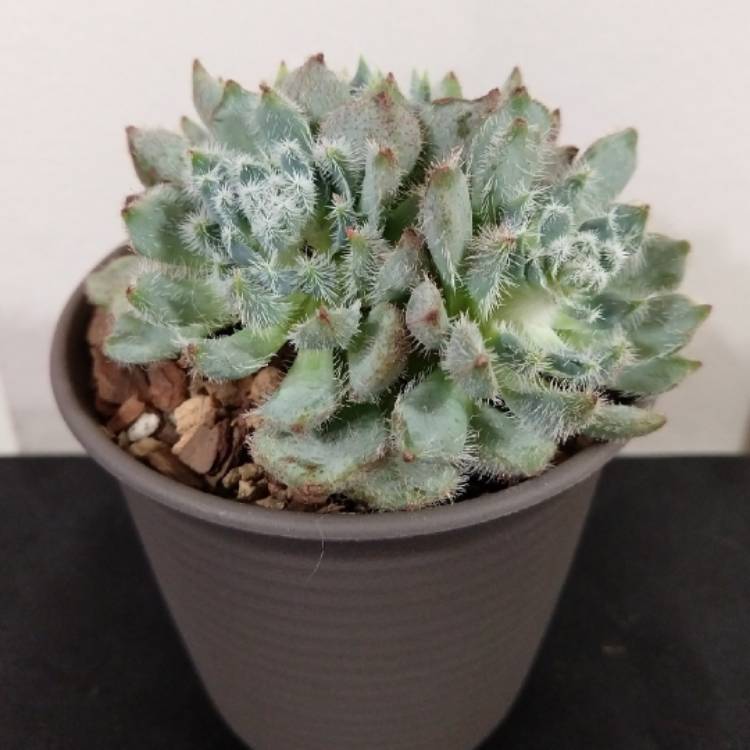 Plant image Echeveria Setosa var. Minor