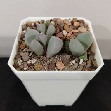 Lapidaria margaretae syn. Mesembryanthemum margaretae