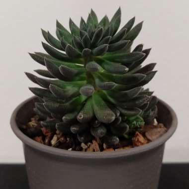 Sinocrassula Yunnanensis