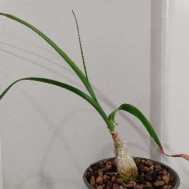 Albuca bracteata syn. Ornithogalum longebracteatum