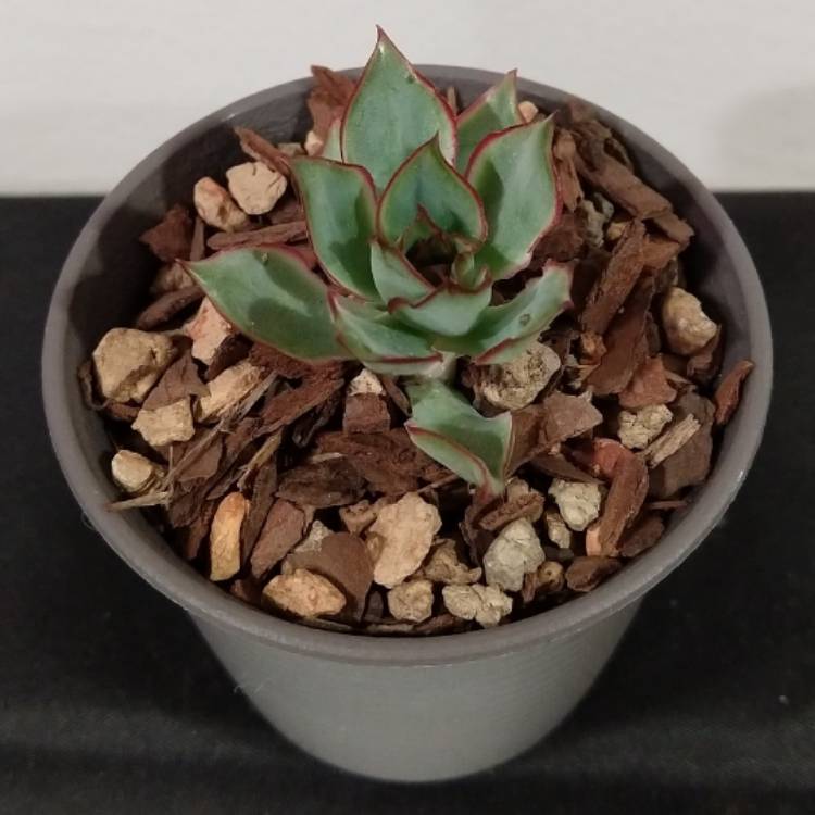 Plant image Echeveria Esther