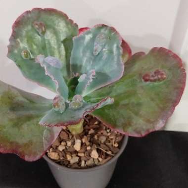 Echeveria Etna