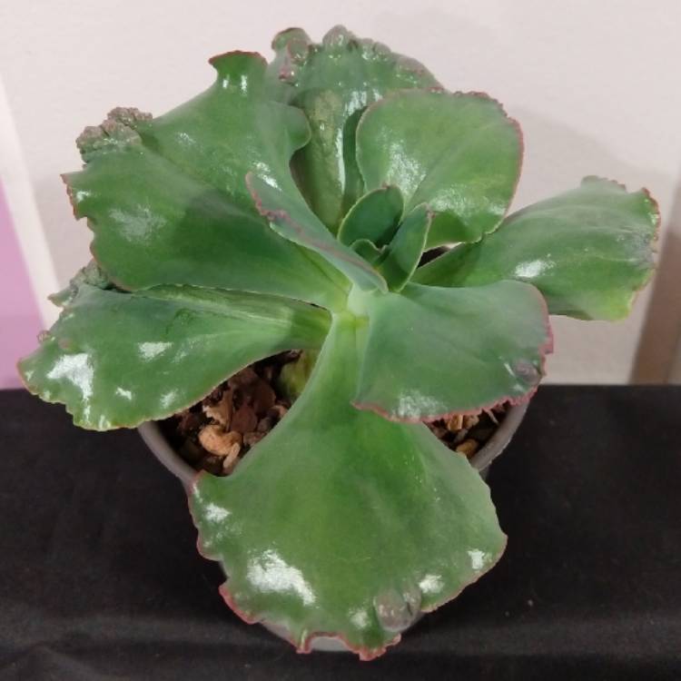 Plant image Echeveria Sea Dragon