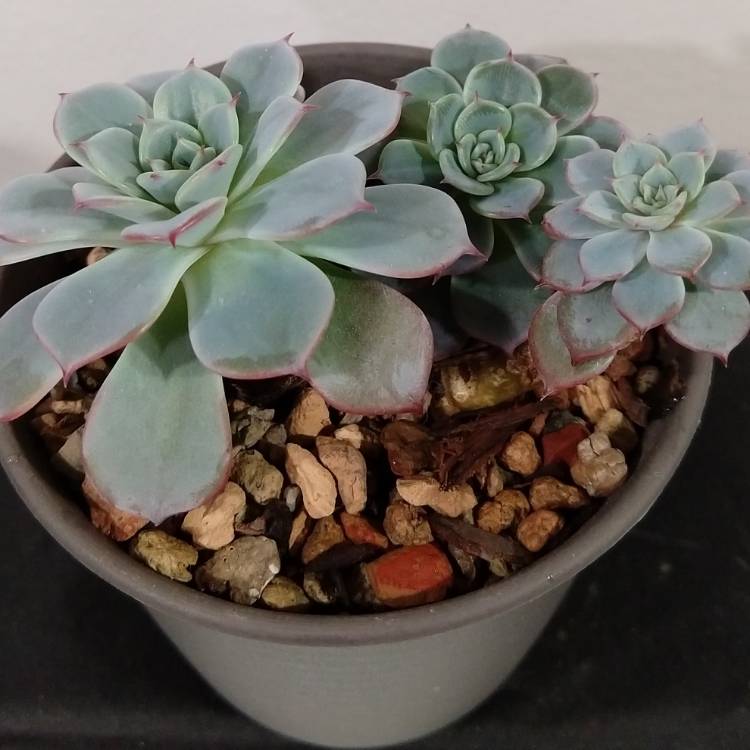 Plant image Echeveria Laurensis